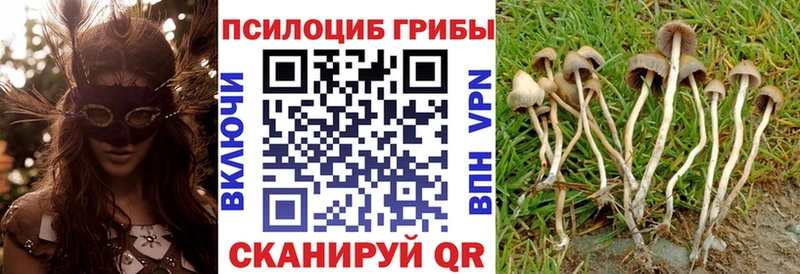 Псилоцибиновые грибы Cubensis  Калининград 